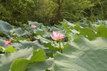 夏日荷花