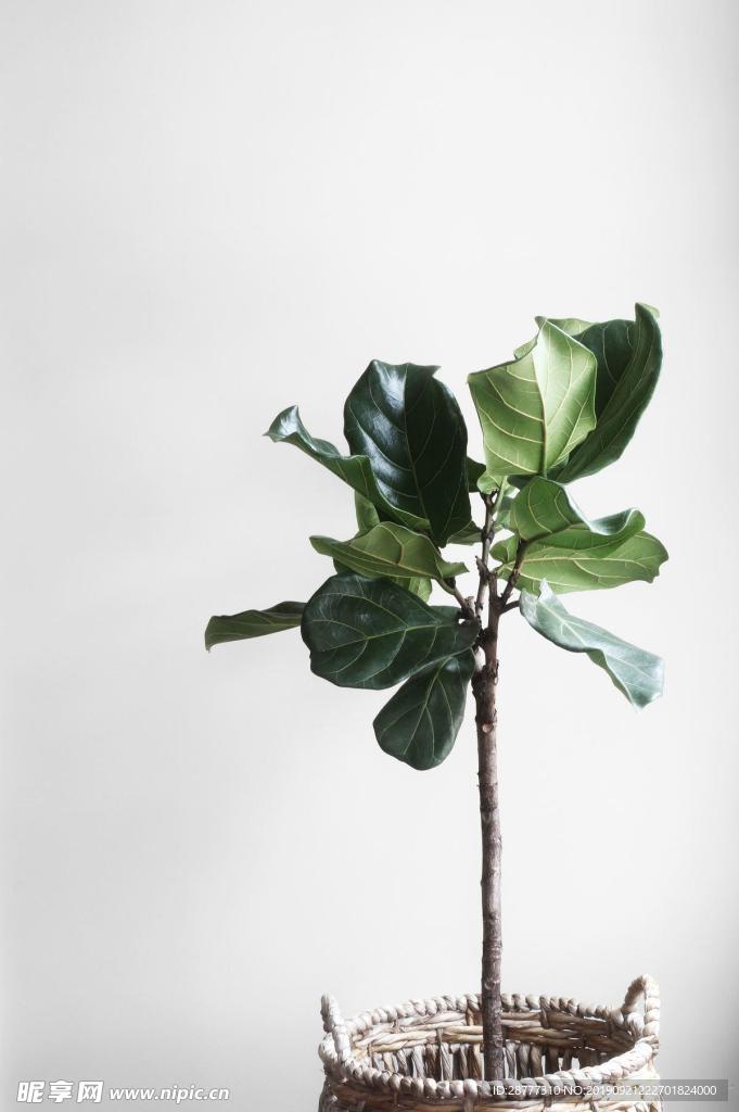 植物