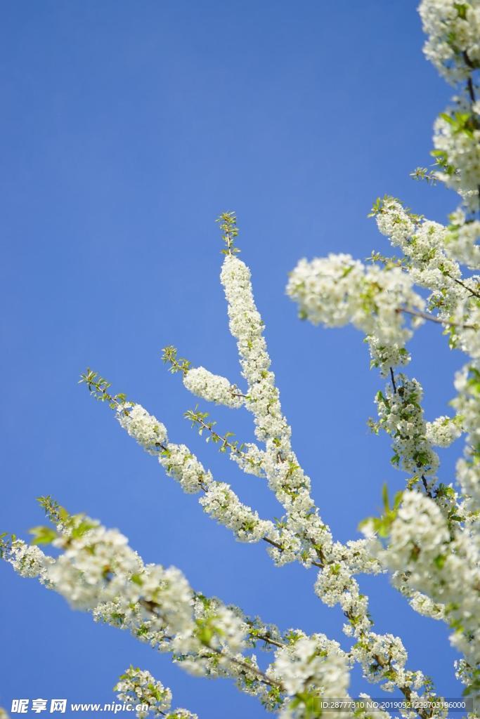 花枝