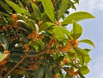 桂花
