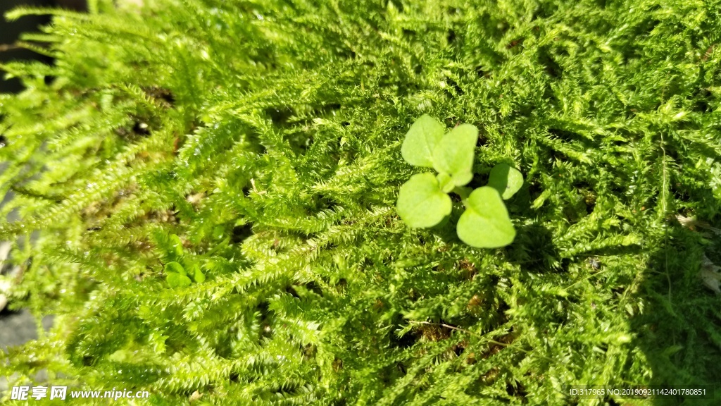 苔藓