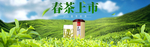 春茶上市