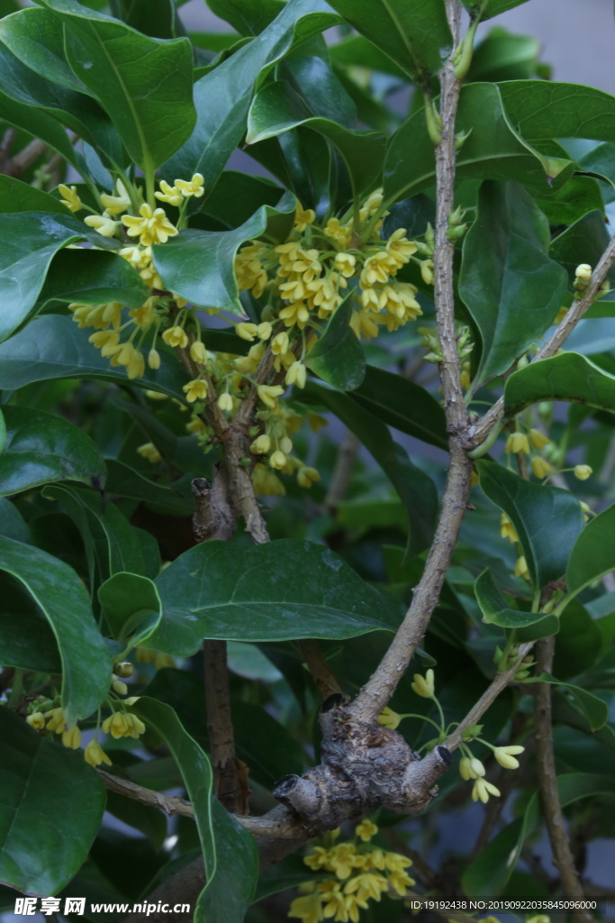 桂花