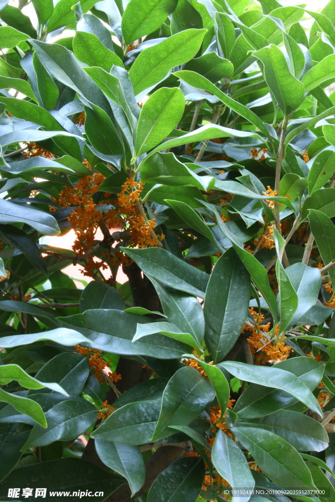 桂花