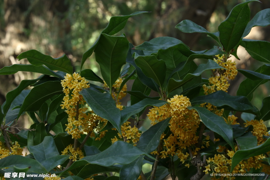 桂花