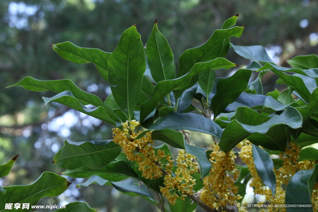 桂花