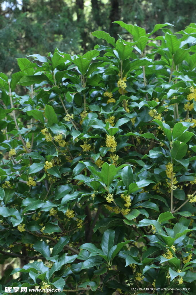桂花
