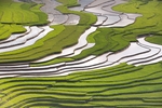 水稻