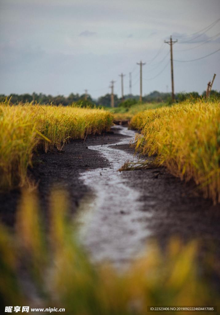 山