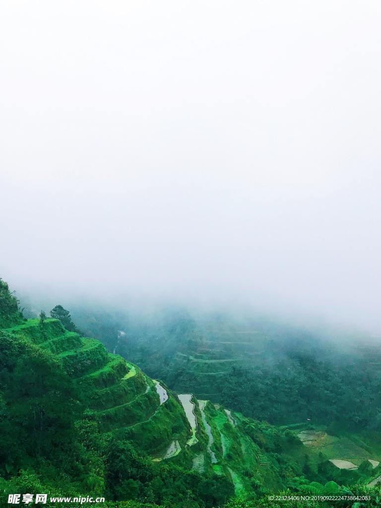 稻穗