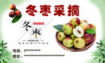 冬枣采摘