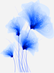 透明花