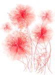 透明花