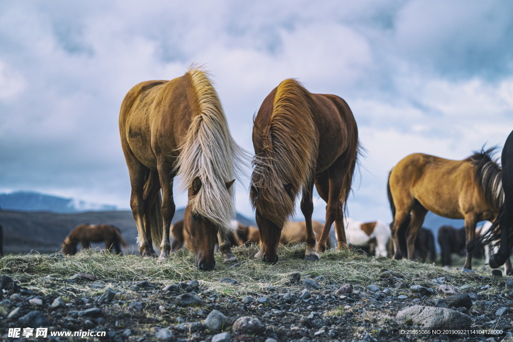 高原马匹