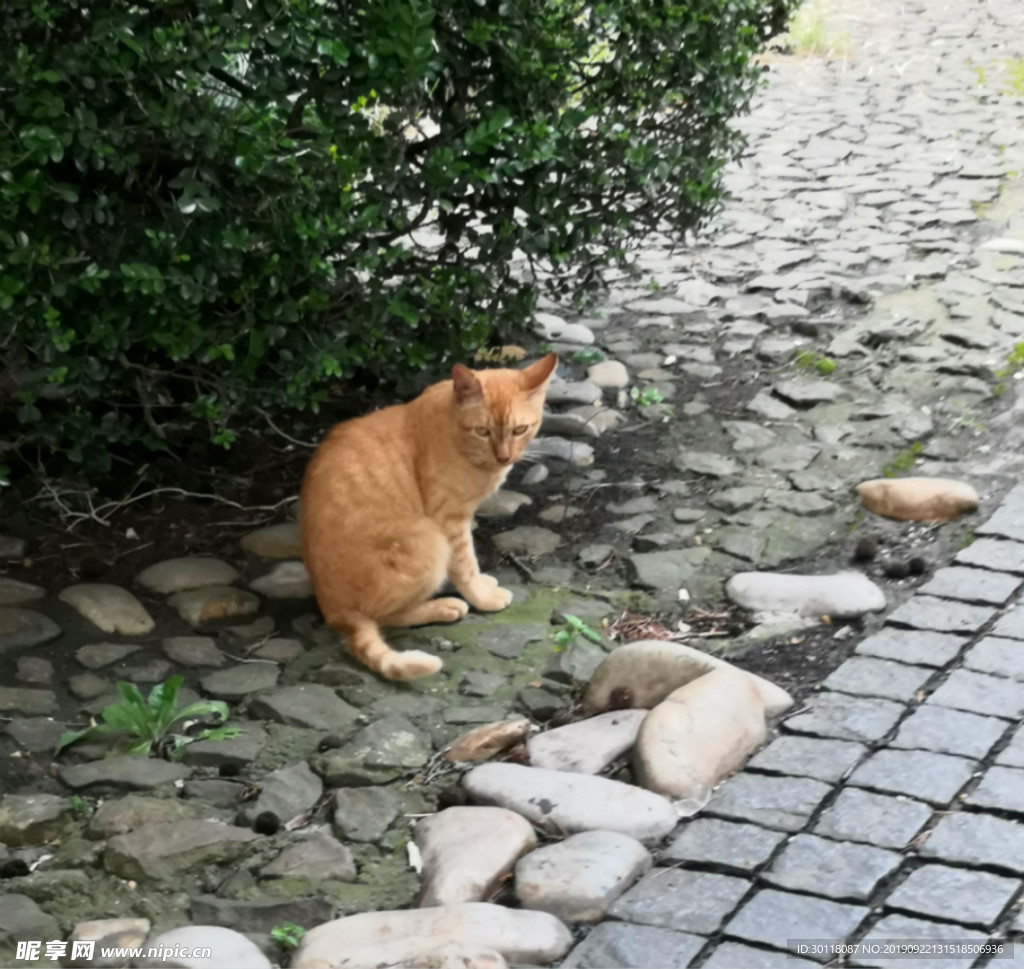 高冷猫咪