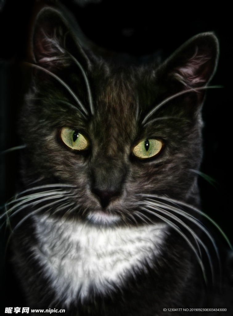 猫