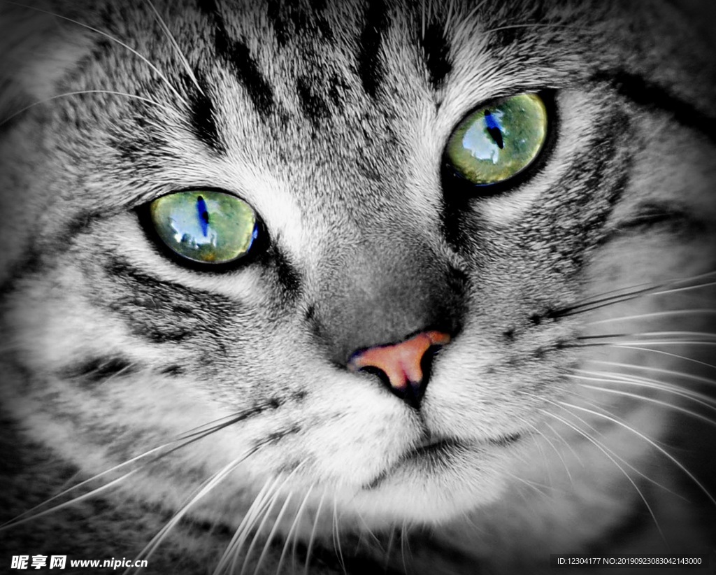 猫