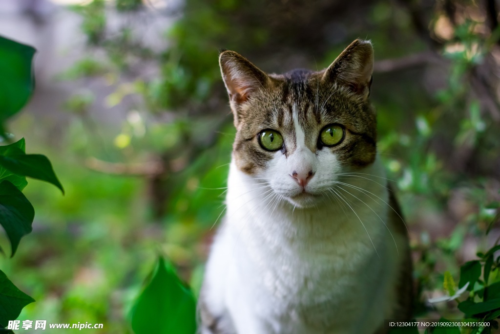 猫
