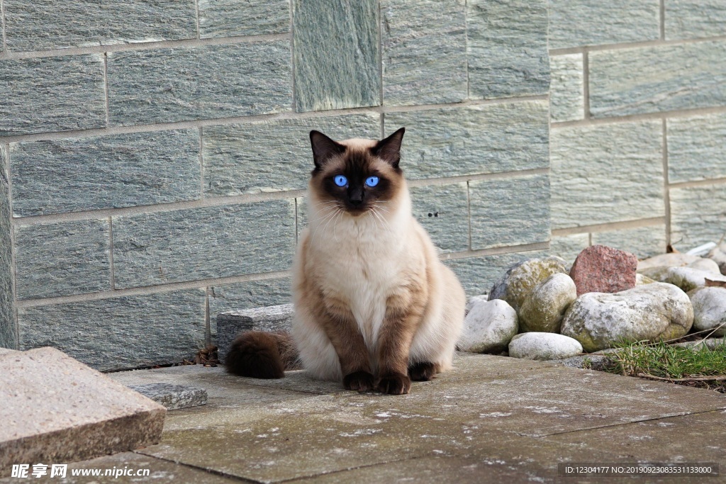 猫