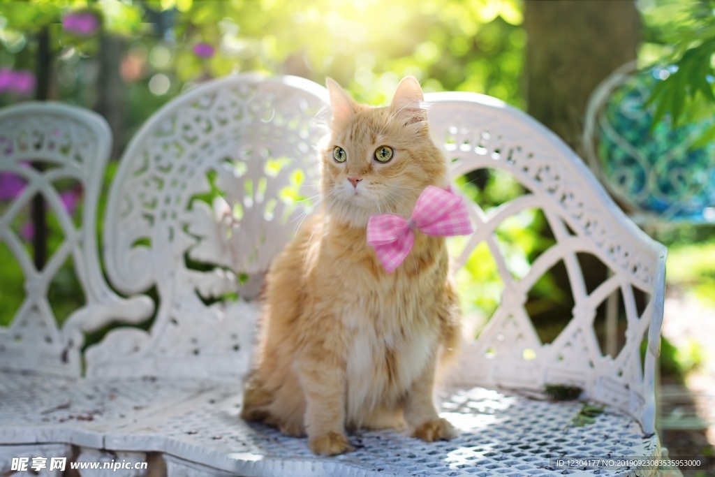 猫
