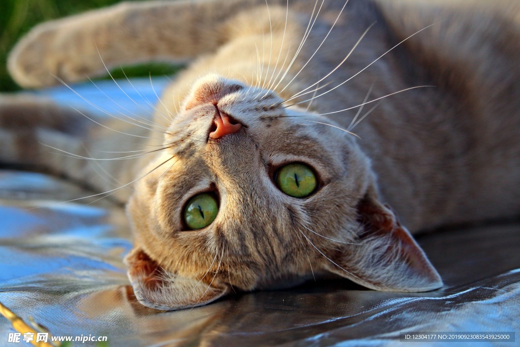 猫