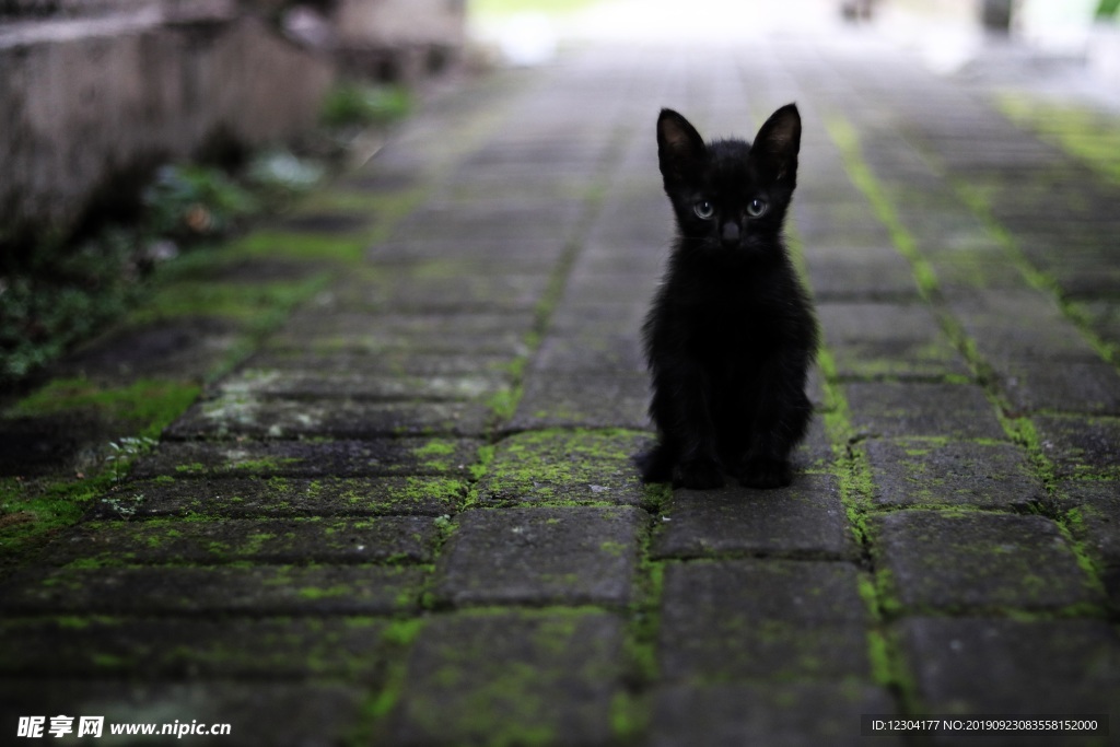 猫