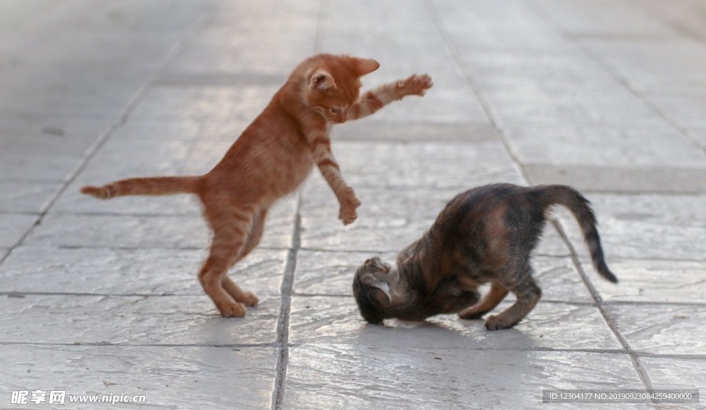 猫