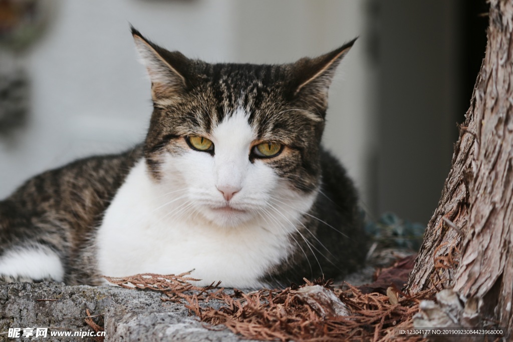 猫