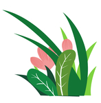 植物插画