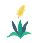 植物插画