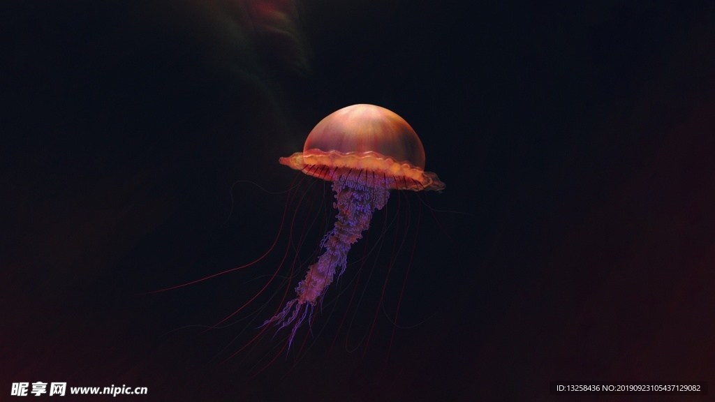 深海水母
