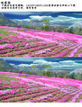 芝樱花  花海flash视频