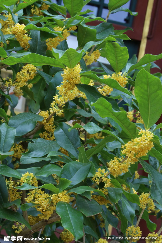 桂花