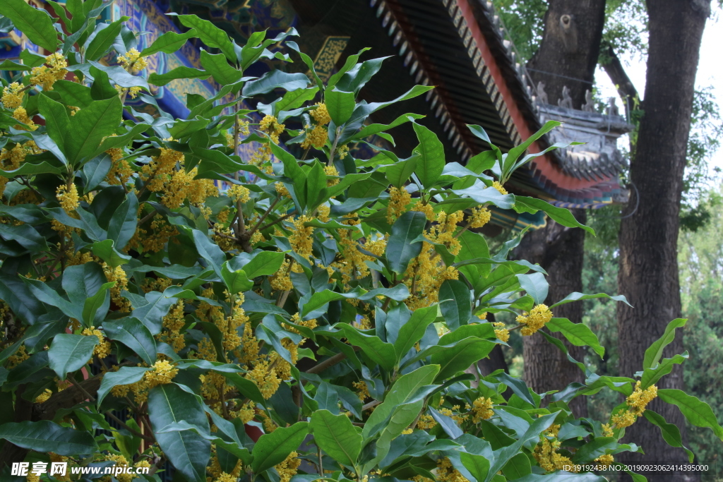 桂花