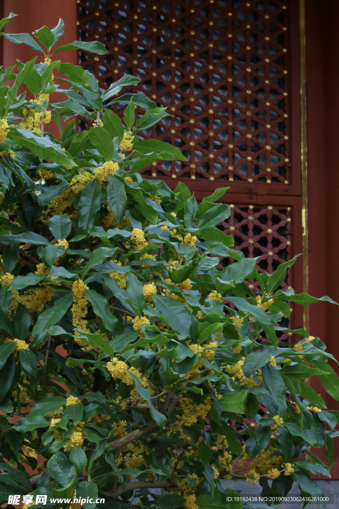 桂花