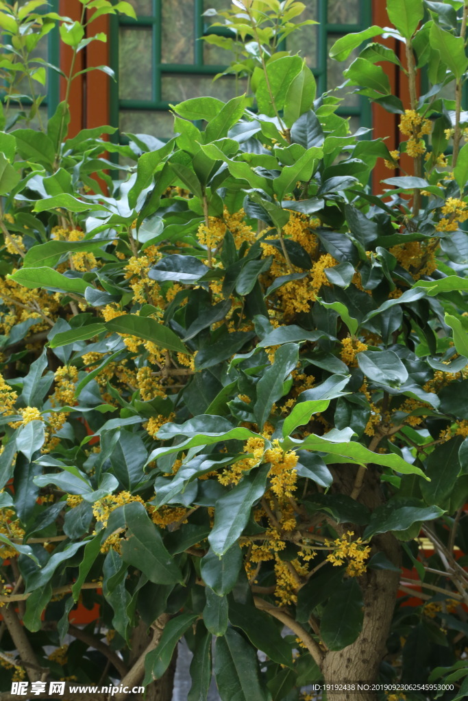 桂花