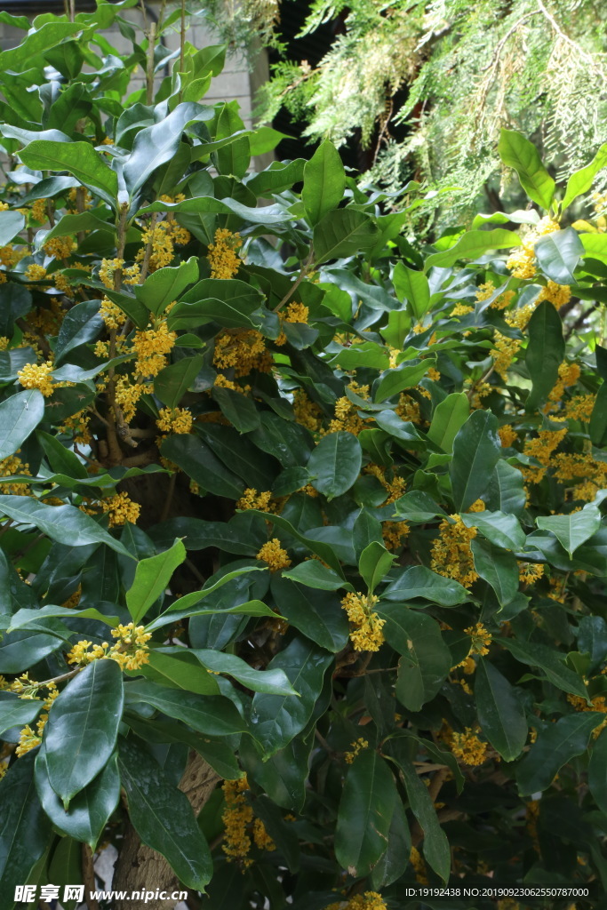 桂花