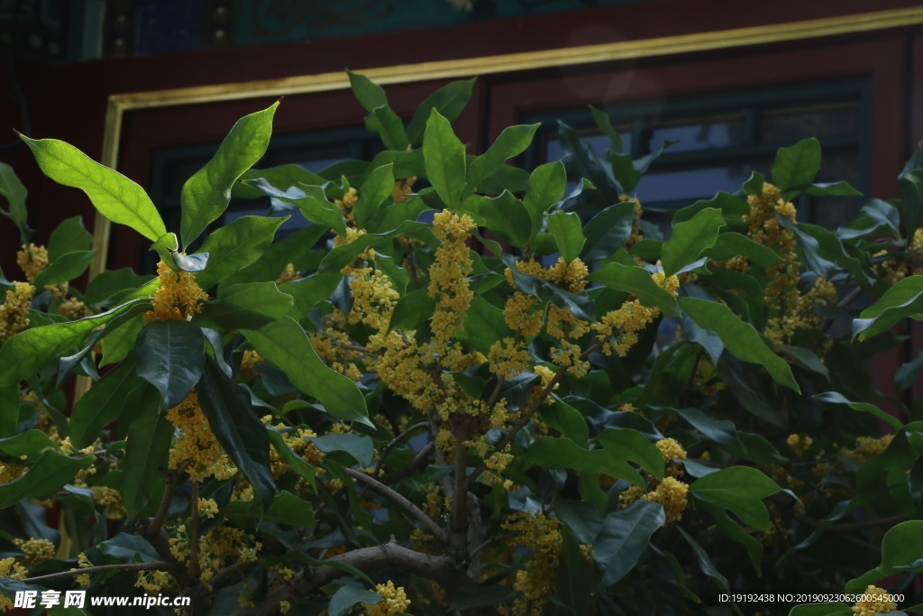 桂花