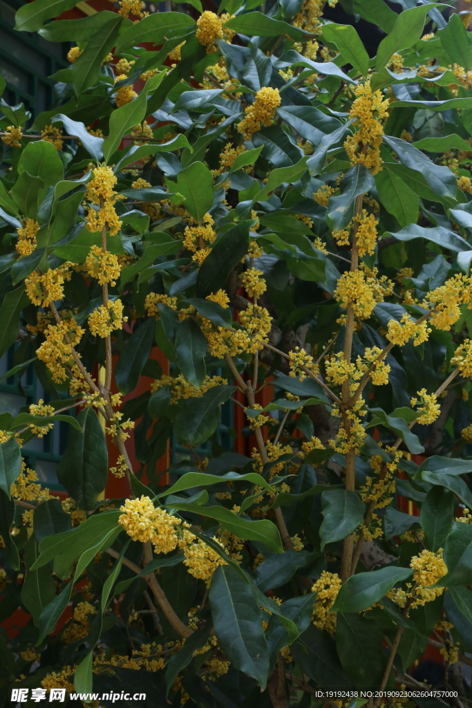 桂花