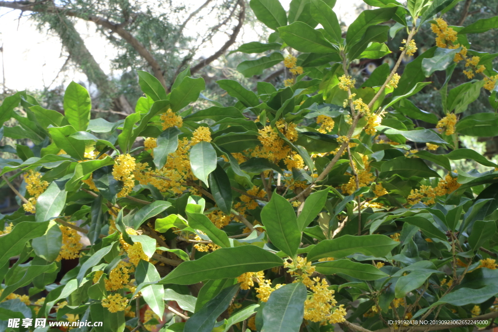 桂花