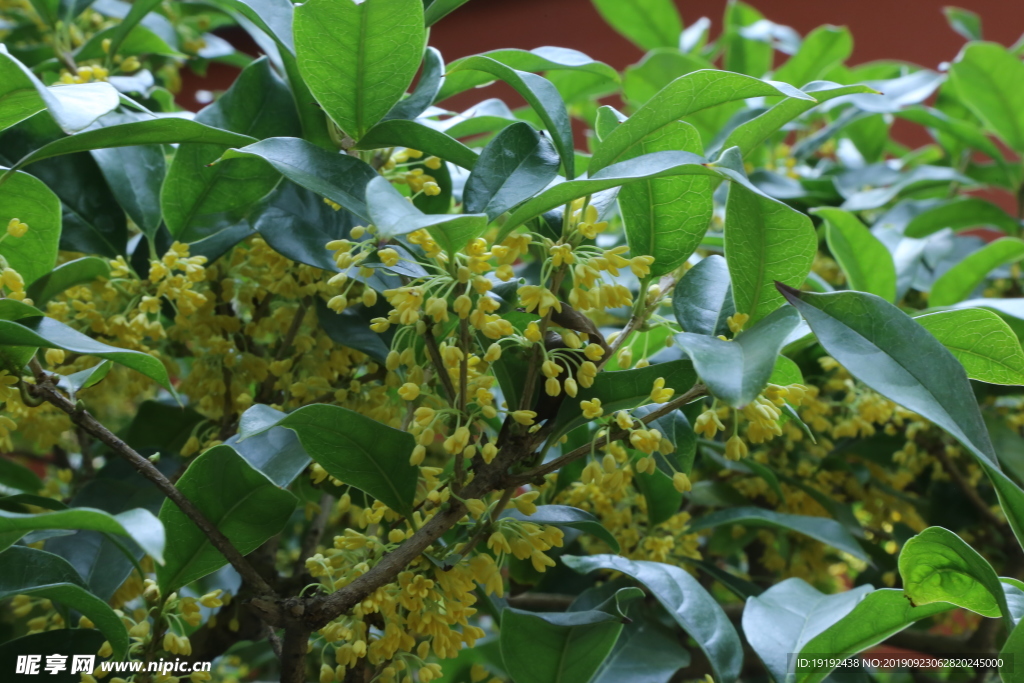 桂花