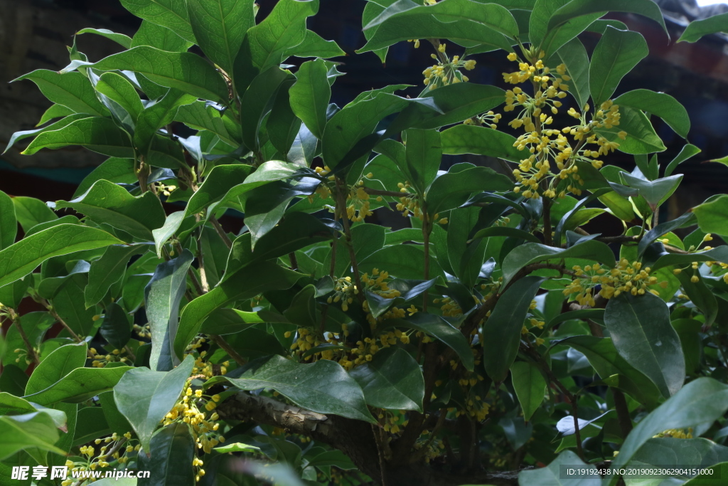 桂花