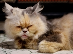 猫图片