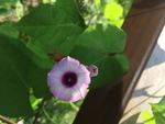 野牵牛花