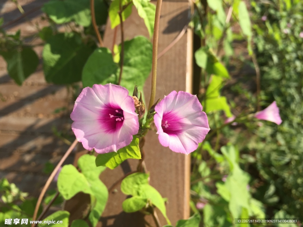 野牵牛花