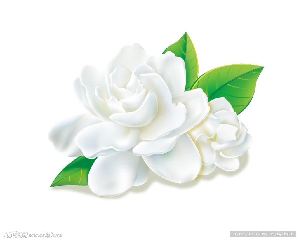 栀子花