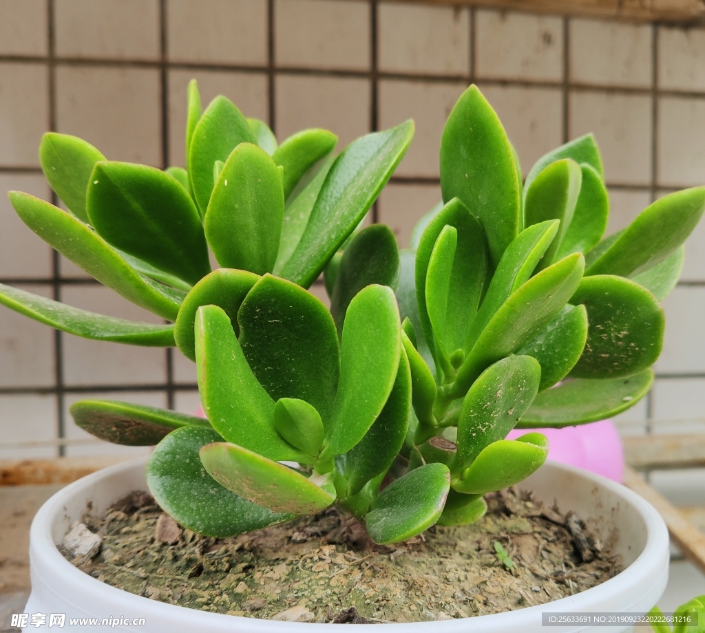 绿植 玉树 美化 植物特写 玉