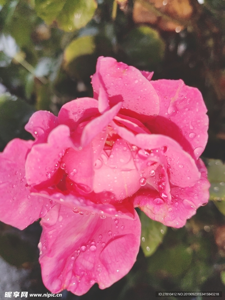 雨后月季