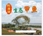 甲鱼