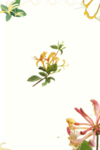 金银花养生海报